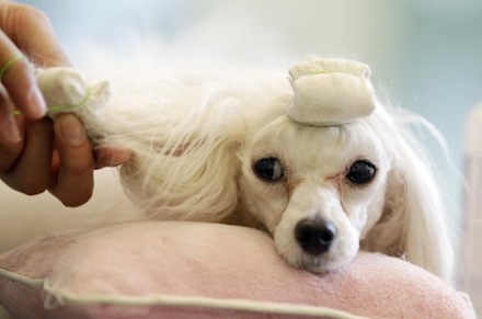 A three years female puppy, is groomed at a pet hotel in Seoul, South Korea